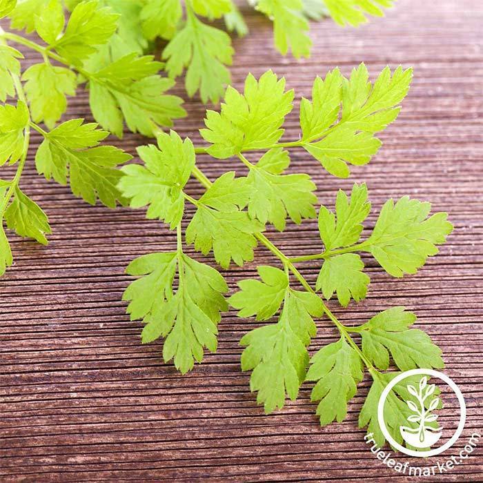 Chervil Seeds