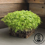 Curled Chervil Microgreens Seeds - Grow Micro Chervil Herbs | True Leaf ...