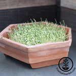 Chia Growing Kit - Hydroponic Sprouted Microgreens