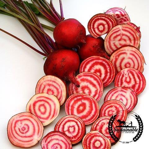 Organic Chioggia Beet Planting Seed