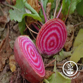 Beet Chioggia Garden Seed