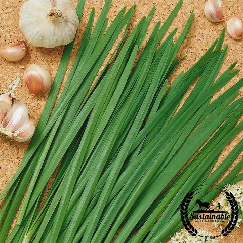 Chives - Garlic (Organic) Herb Seed