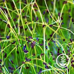 Chives Herb Growing