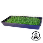 Chives Microgreens