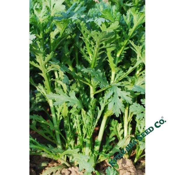 Chrysanthemum Greens Seeds - Oasis