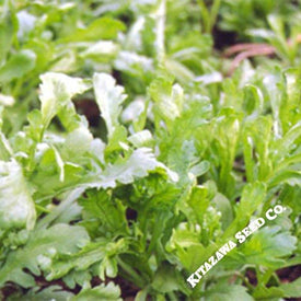 Chrysanthemum Greens Seeds - Garland Serrated Leaf