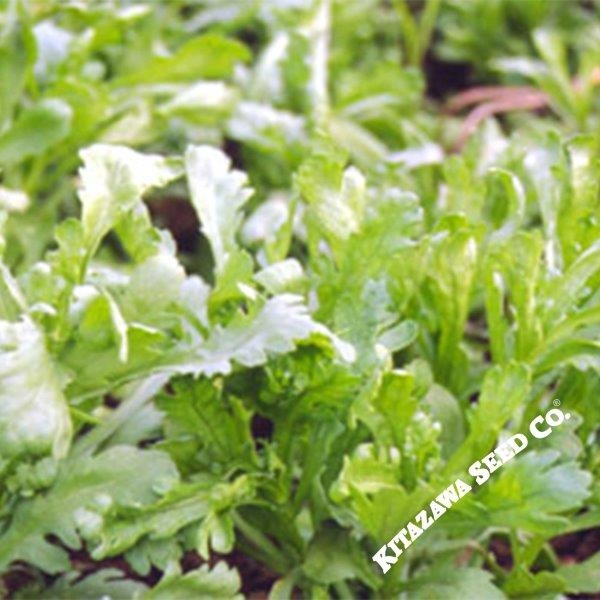 Chrysanthemum Greens Seeds - Garland Serrated Leaf