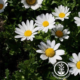 Chrysanthemum Snowland Flower Seed