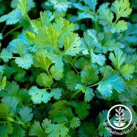 Cilantro - Slow Bolt Herb and Microgreen Seed