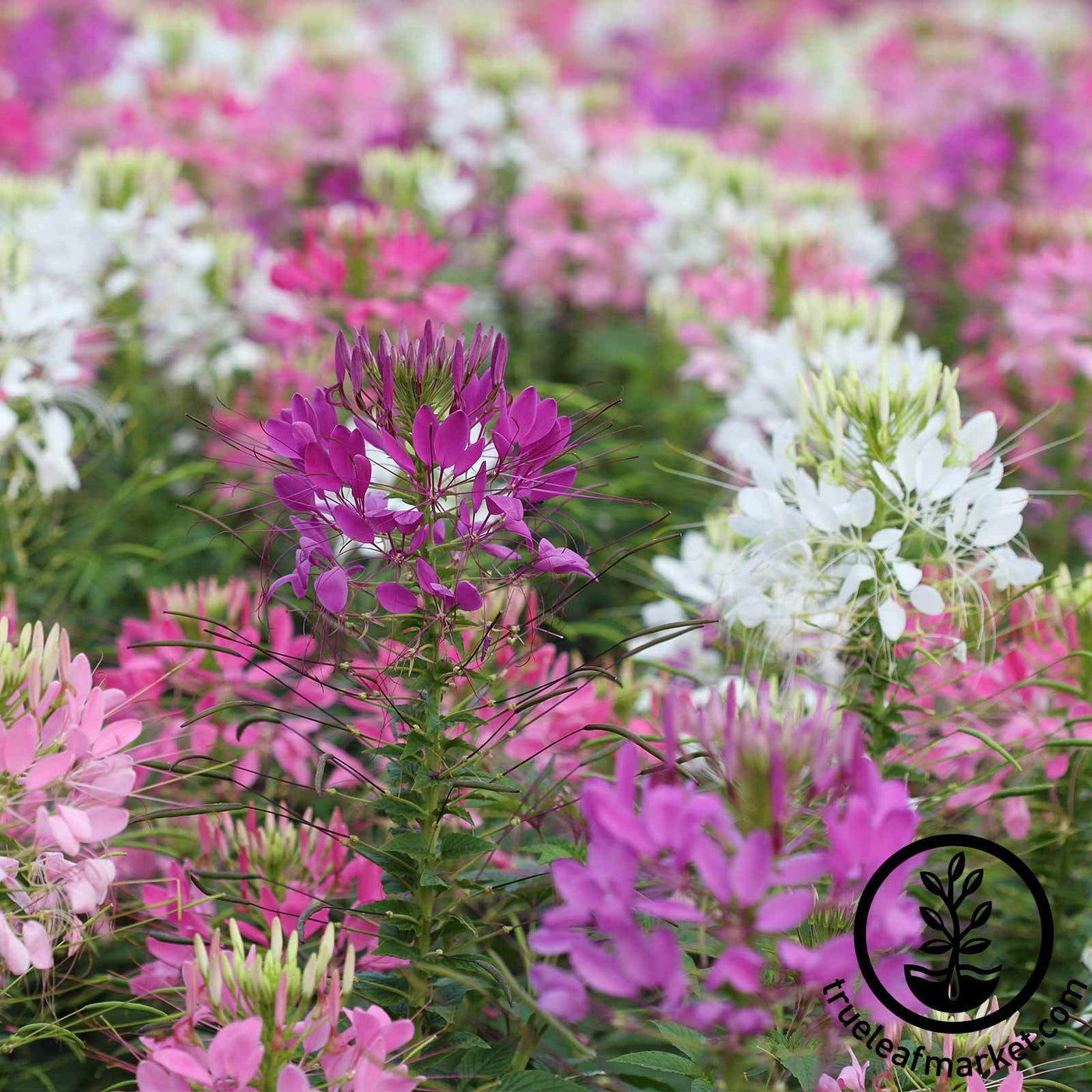 Cleome Flower Seeds - Queen Mixture | AKA: Spider Flower ...