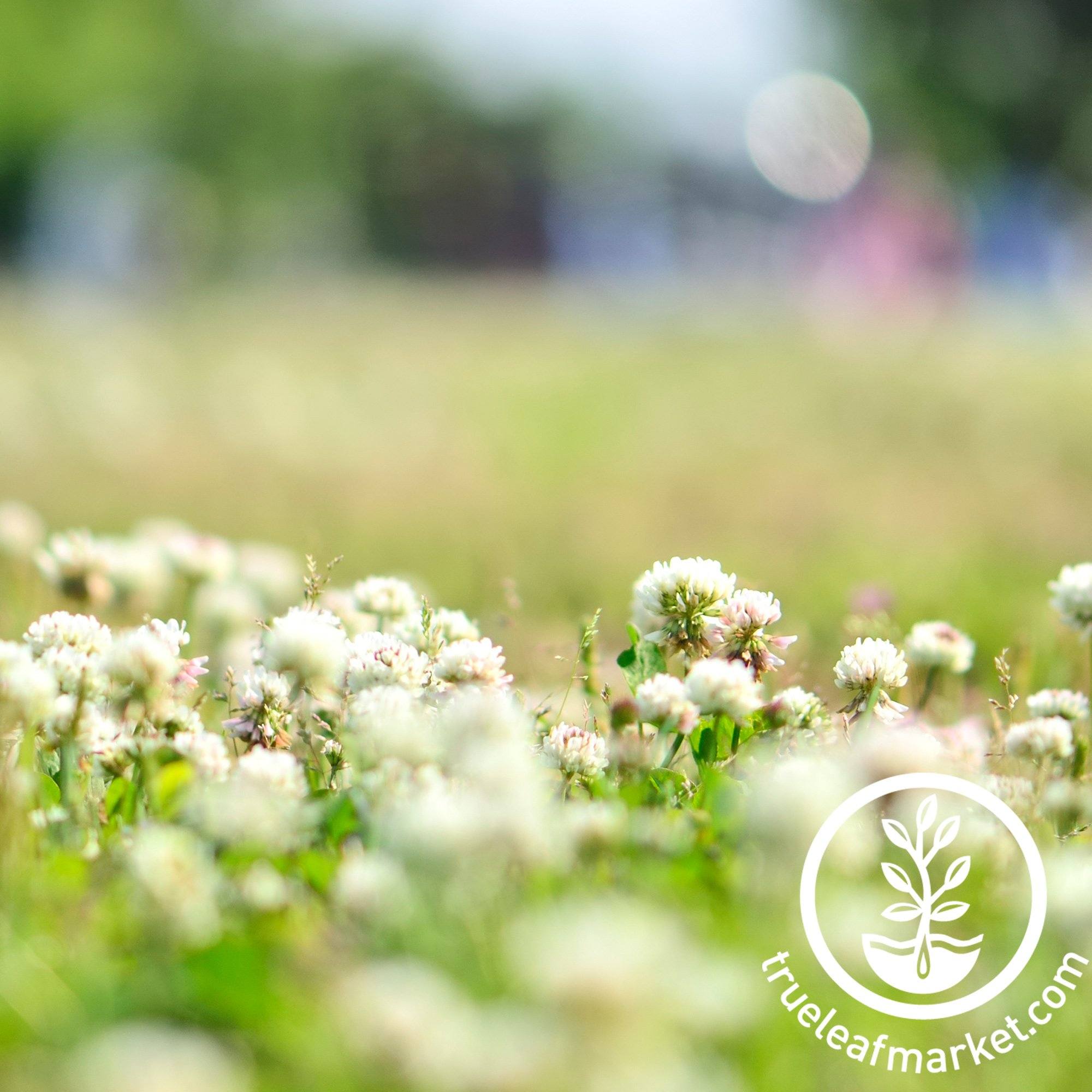 White Berseem Clover