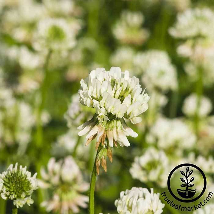 White Dutch Clover - Cover Crop Seeds