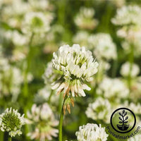 Clover - White Dutch Cover Crop seeds