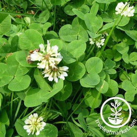 white ladino clover