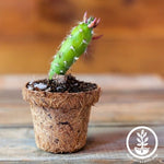 Coco Fiber Plant Pots - Small Round Tapered
