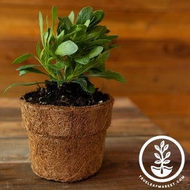Coco Fiber Plant Pots - Small Round Blunt - 4 Inch
