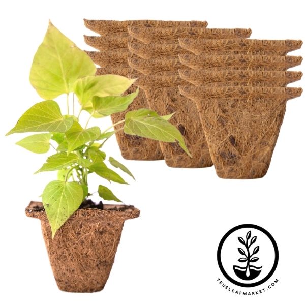 Coco Fiber Plant Pots, Square Coconut Fiber Pots For Planting