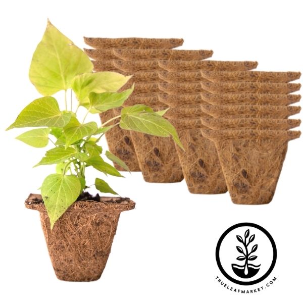 Coco Fiber Plant Pots, Square Coconut Fiber Pots For Planting