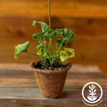 Coco Fiber Plant Pots - Small Round Tapered 4 Inch
