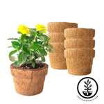 Coco Fiber Plant Pots - Small Round Blunt - 5.5 Inch 6 Pack