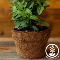 Coco Fiber Plant Pots - Small Round Blunt - 5.5 Inch