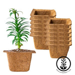 Coco Fiber Plant Pots - Square 7 Inch 12 Pack