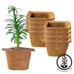 Coco Fiber Plant Pots - Square 7 Inch 8 Pack