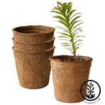 Coco Fiber Plant Pots - Large Round - 7 Inch 3 Pack