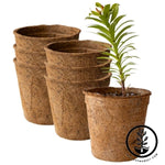 Coco Fiber Plant Pots - Large Round - 7 Inch 6 Pack