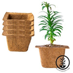 Coco Fiber Plant Pots - Square 7 Inch 4 Pack