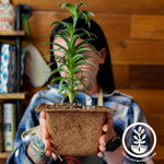 Coco Fiber Plant Pots - Square 7 Inch Size
