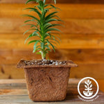 Coco Fiber Plant Pots - Square 7 Inch Close