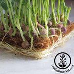arivka speckled pea microgreens in coco coir close up
