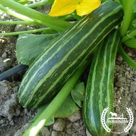 Organic Cocozelle Zucchini Summer Squash Seeds