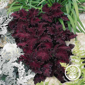 Coleus Black Dragon Plant Seed