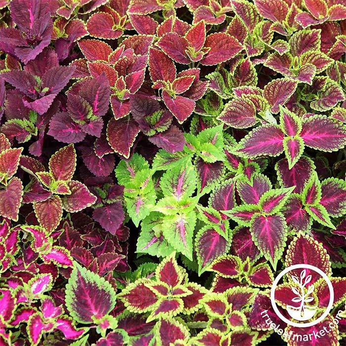 Jazz Combo Coleus Mix Seed