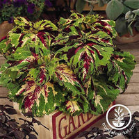 Coleus Kong Series Mosaic Seed