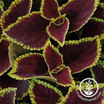 Coleus Kong Series Scarlet Seed