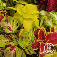 Coleus Rainbow Mixture Seed