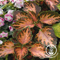 Coleus Wizard Series Coral Sunrise Seed