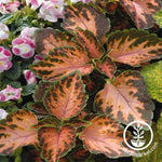 Coleus Wizard Series Coral Sunrise Seed