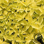 Coleus Wizard Series Golden Seed