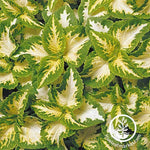 Coleus Wizard Series Jade Seed