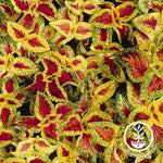 Coleus Wizard Series Pastel Seed