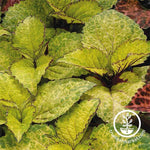 Coleus Wizard Series Pineapple Seed