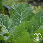 Collards - Georgia Southern Garden Seed