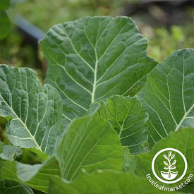 Collards - Georgia Southern Garden Seed