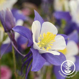 Non-GMO Blue and White Swan Columbine