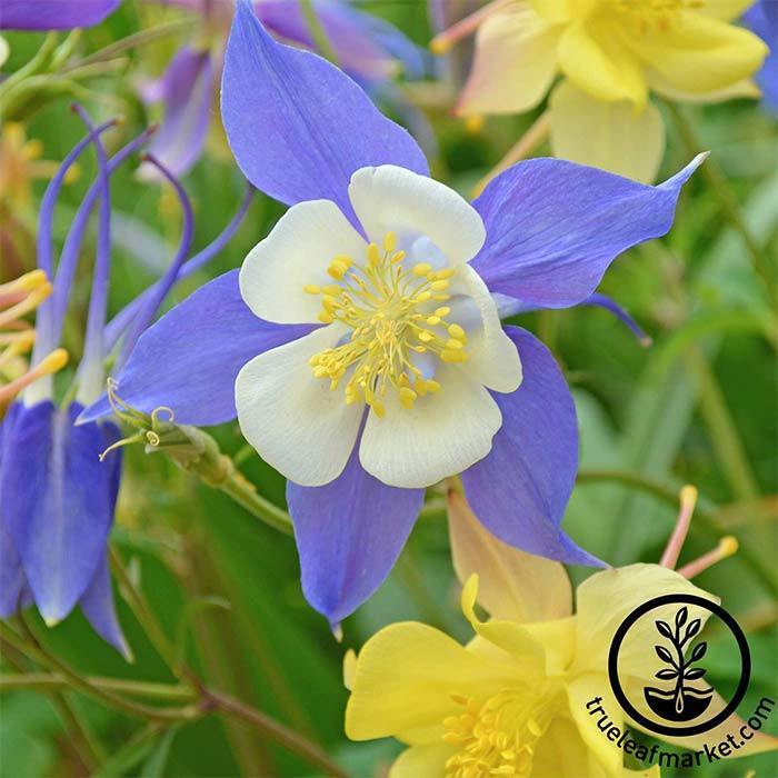 Columbine McKanas Giant Seed