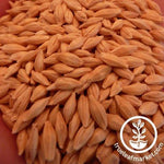 Common Grain Barley Seeds